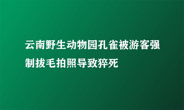 云南野生动物园孔雀被游客强制拔毛拍照导致猝死