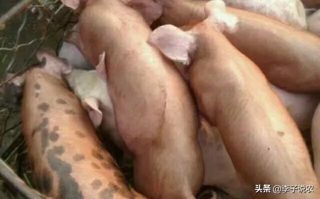 7月14日,10个省份的生猪价格突破了10元/斤的行情,这个行情能持续多久?