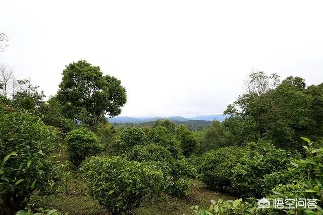 小罐茶里的大师是真的吗？