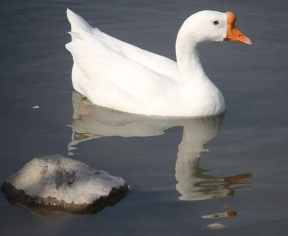 鹅的祖先是什么动物?