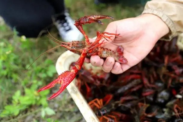 加强小龙虾生态防控,小龙虾真的属于入侵物种吗?