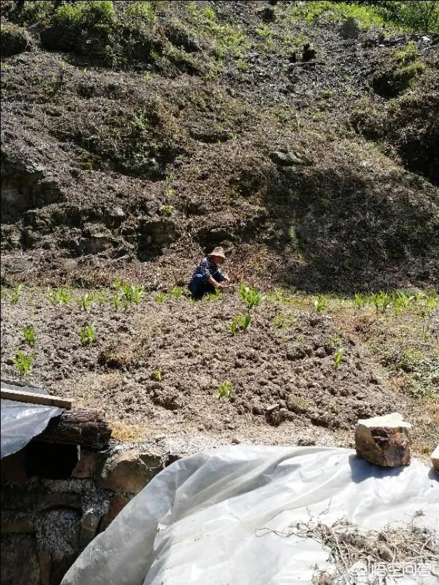 白芨种植前景如何?