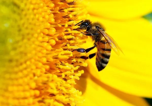 各种动物的叫声