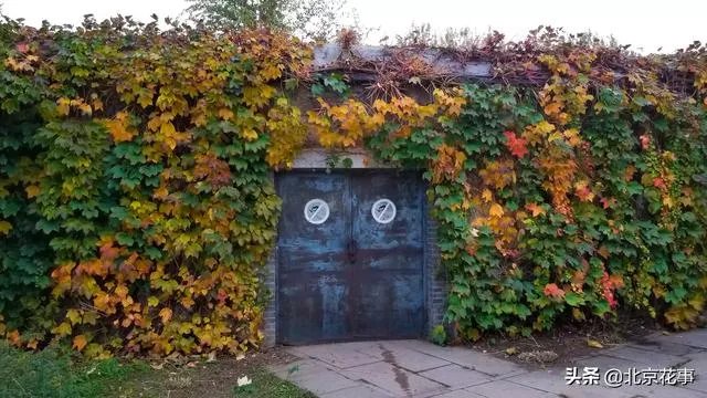 爬山虎巴在墙上如何摄影好看顺眼？