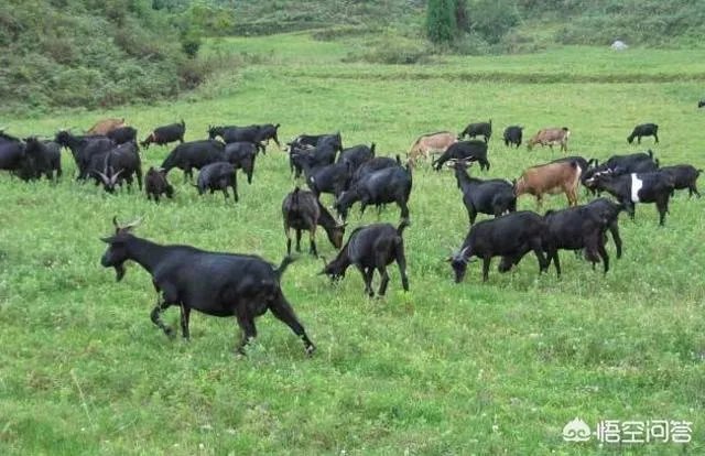 搞养殖业，养羊、养猪、养牛哪个好？为何？