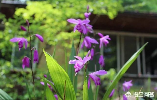 白芨种植前景如何?