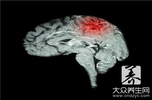 猴脑的功效与作用