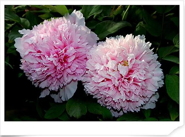 菏泽牡丹很有名么?