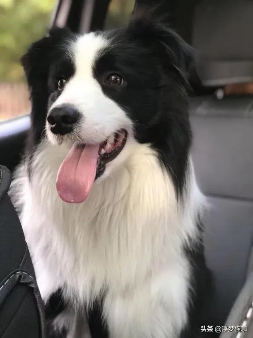 如何让宠物开心？