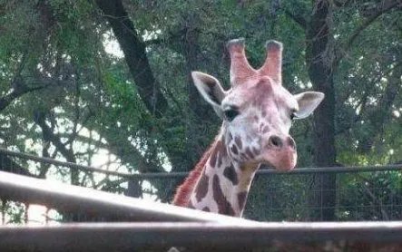 昆明动物园长颈鹿海荣为何身亡？