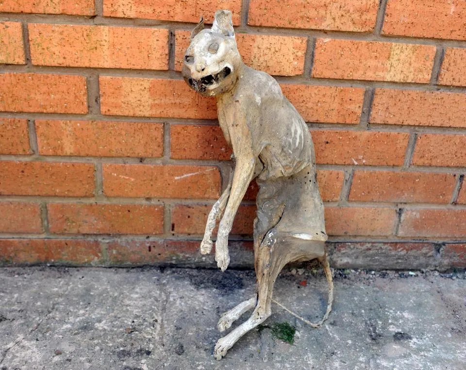 男子发现木乃伊猫 千年女木乃伊产下活婴