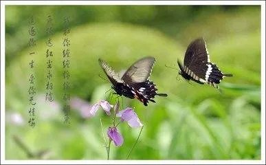 歌名歌词和蝴蝶有关的歌曲?