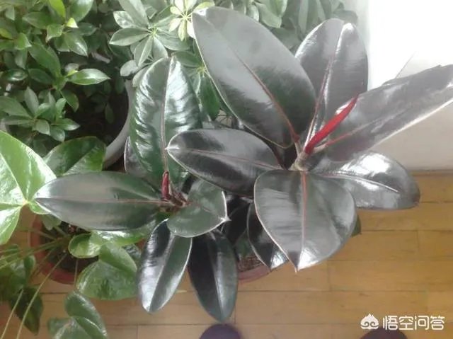 怎么养殖橡皮树？