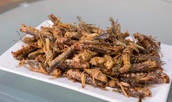 古代闹蝗灾老百姓食不果腹，为什么不吃蝗虫充饥呢？