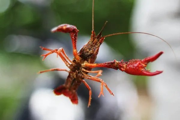 加强小龙虾生态防控，小龙虾真的属于入侵物种吗？