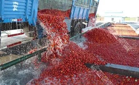 番茄酱皇帝的介绍