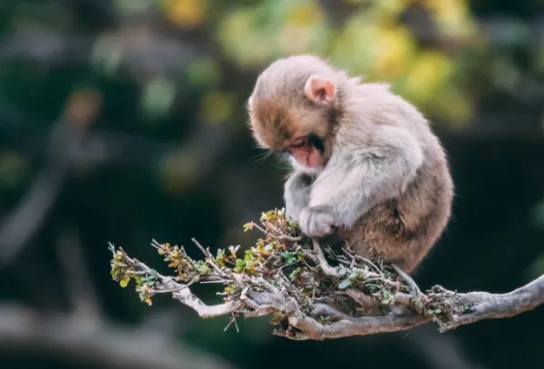 实验猴一只16万元，药企疯狂囤猴，这背后到底发生了什么？