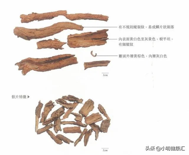 什么叫地骨皮？