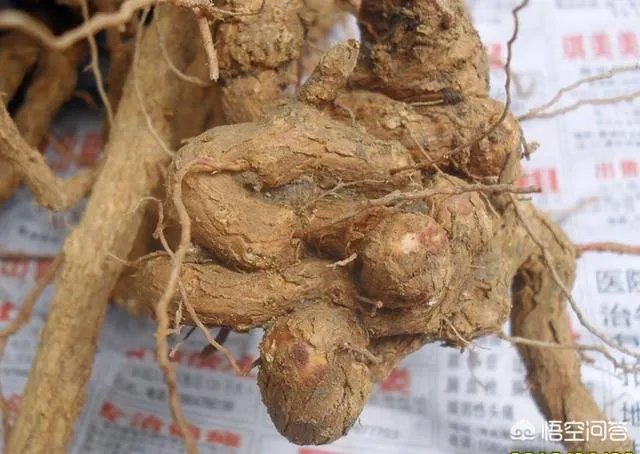 什么叫地骨皮？