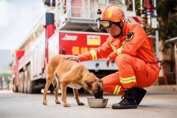 退役搜救犬不愿离开，这是否是人与自然和谐的一种表现？