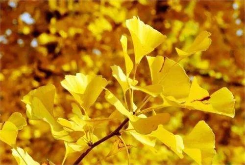 银杏怎么种？可以用银杏果种出来吗？