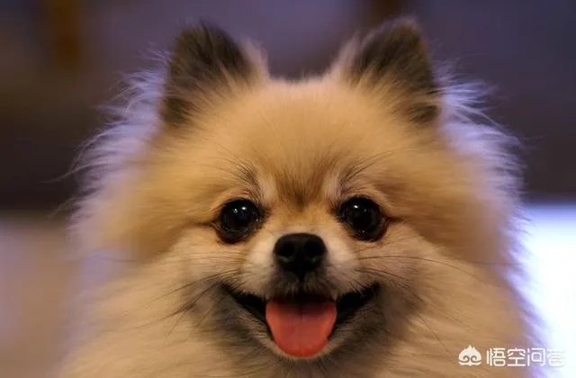 《幸福近在咫尺》中的狗狗是什么品种?