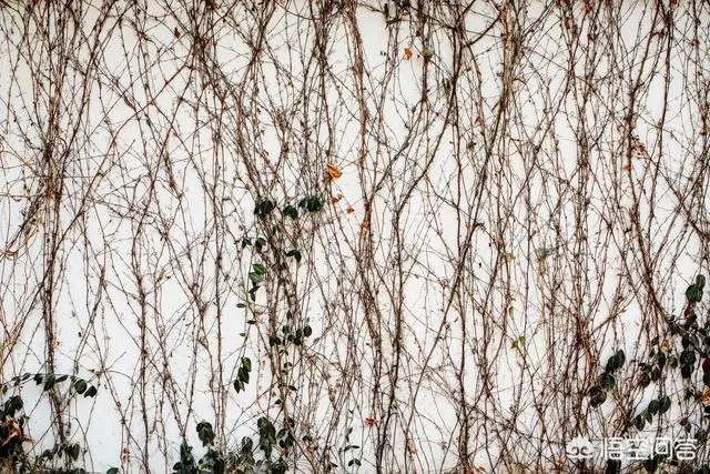 爬山虎巴在墙上如何摄影好看顺眼？