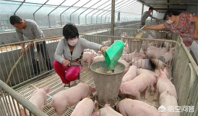 安徽猪饲料排名