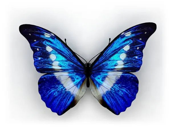 歌名歌词和蝴蝶有关的歌曲?