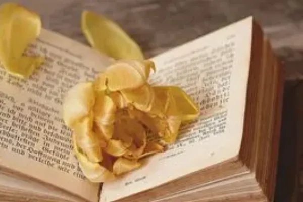 卷首语是什么意思怎么写