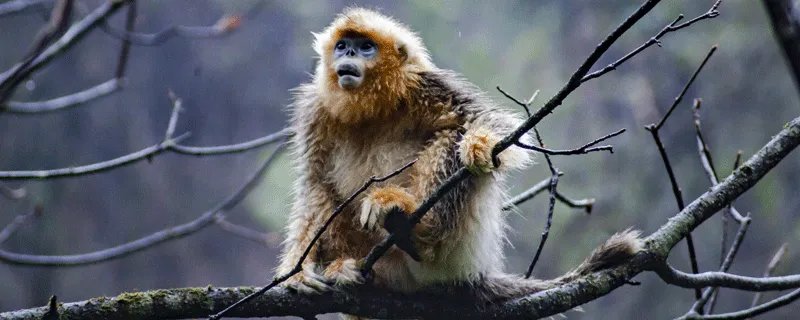 四面八方打什么生肖 四面八方代表什么生肖