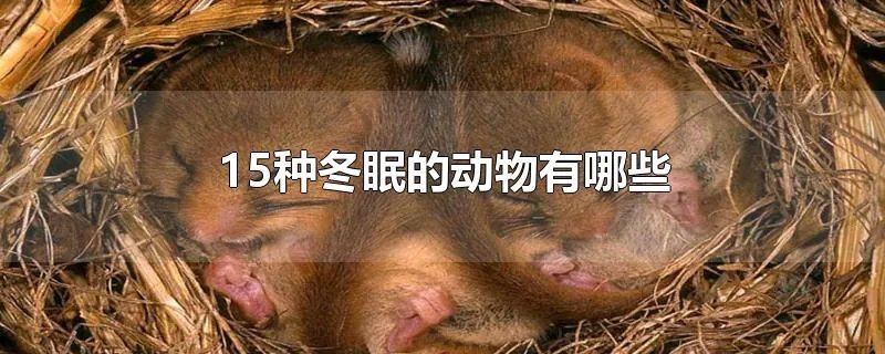 15种冬眠的动物有哪些