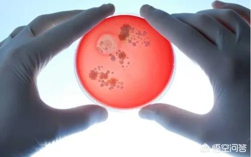 如果发现人类是高级文明培养实验品，会对现在社会有什么影响？