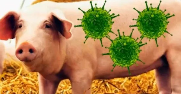 我国发现新型重组猪流感病毒,该病毒的传播率有多高?